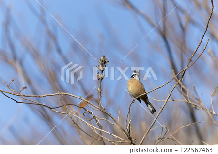  White fish 122567463