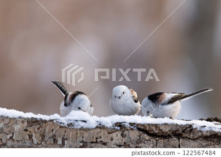 Shimaenaga 122567484