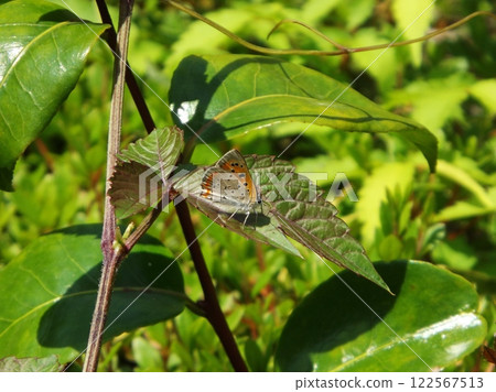 A sagebrush perched on a leaf A sagebrush perched on a leaf 122567513