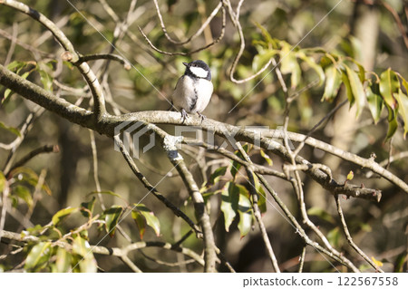 Wild bird enjoying a bath: the great tit 122567558