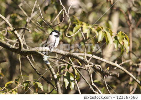 Wild bird enjoying a bath: the great tit 122567560