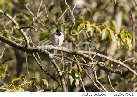 Wild bird enjoying a bath: the great tit 122567561
