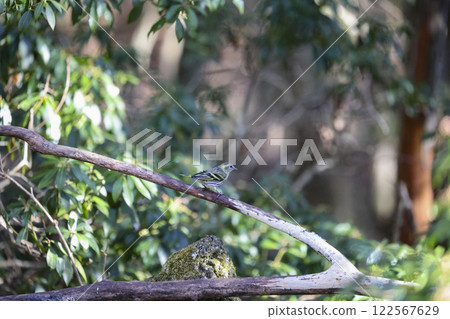 正在洗澡的野鳥：金翅雀 122567629