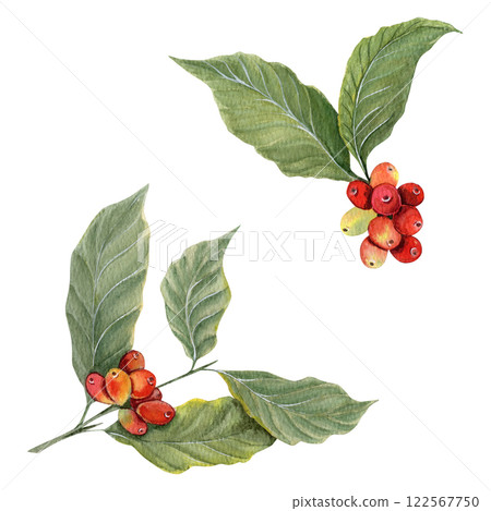 Watercolor set of two coffee branches with red and green coffee beans and green foliage on white background 122567750