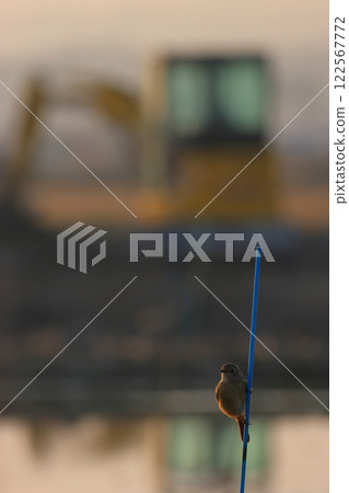 A female Daurian redstart perched on a pole in a lotus root field 122567772