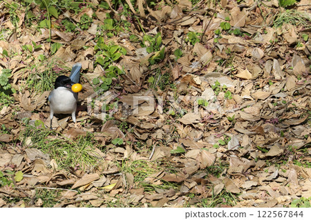 Wild bird of the forest: Varied tit 122567844