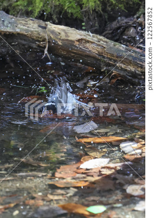 Wild bird of the forest: Varied tit 122567852