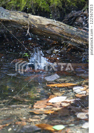 Wild bird of the forest: Varied tit 122567853