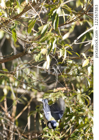 Wild bird of the forest: Varied tit 122567863