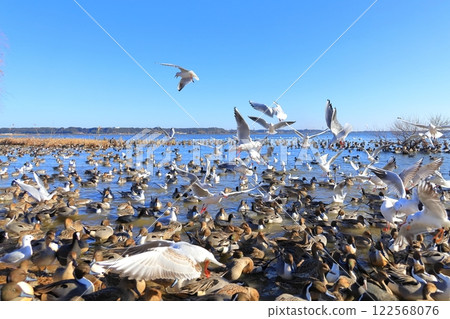 Lake Kitaura and Swan Village, Itako City, Ibaraki Prefecture 122568076