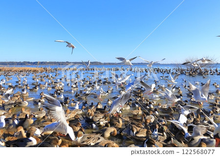 茨城縣潮來市北浦湖和天鵝村 茨城縣潮來市北浦湖和天鵝村 122568077