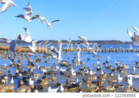 Lake Kitaura and Swan Village, Itako City, Ibaraki Prefecture Lake Kitaura and Swan Village, Itako City, Ibaraki Prefecture 122568088