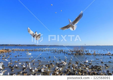 茨城縣潮來市北浦湖和天鵝村 122568091
