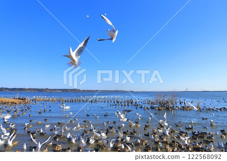 茨城縣潮來市北浦湖和天鵝村 122568092