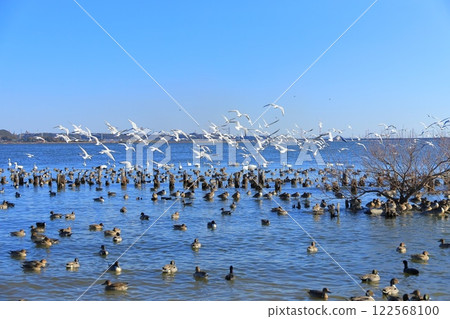Lake Kitaura and Swan Village, Itako City, Ibaraki Prefecture 122568100