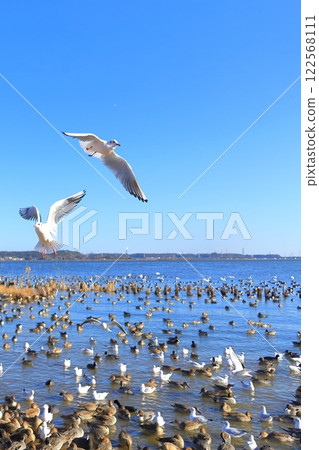 茨城縣潮來市北浦湖和天鵝村 茨城縣潮來市北浦湖和天鵝村 122568111