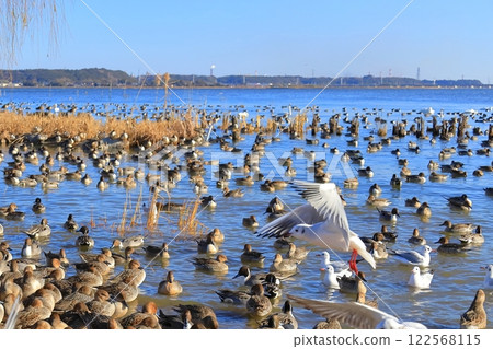 Lake Kitaura and Swan Village, Itako City, Ibaraki Prefecture 122568115