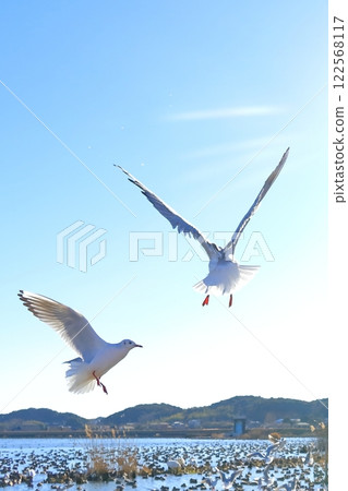 茨城縣潮來市北浦湖和天鵝村 茨城縣潮來市北浦湖和天鵝村 122568117