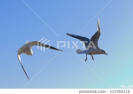 茨城縣潮來市北浦湖和天鵝村 122568118