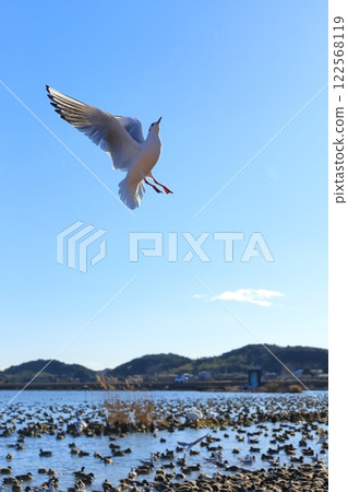 茨城縣潮來市北浦湖和天鵝村 122568119