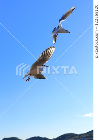 茨城縣潮來市北浦湖和天鵝村 122568120