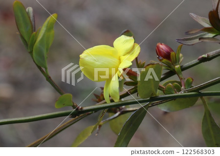 冬季花園中盛開的冬櫻草（雲南桂花）黃色花朵 122568303