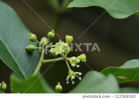 Natural plant, Fukanoki, flower. It blooms from autumn to winter, and produces many small green-white five-petal flowers at the ends of the branches. 122568593