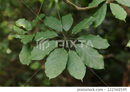 Nature Plants Fucanis, an evergreen tree of the Araliaceae family. It has palmate compound leaves that resemble the leaves of the Fatsia japonica, which is in the same family. Nature Plants Fucanis, an evergreen tree of the Araliaceae family. It has palmate compound leaves that resemble the leaves of the Fatsia japonica, which is in the same family. 122568595