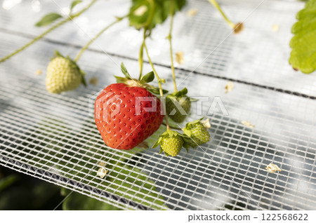 Greenhouse-grown strawberries: Koiminori 122568622