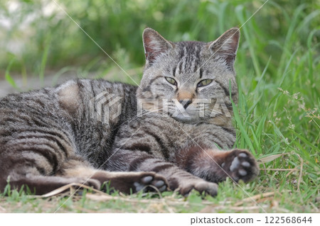 Cat  122568644