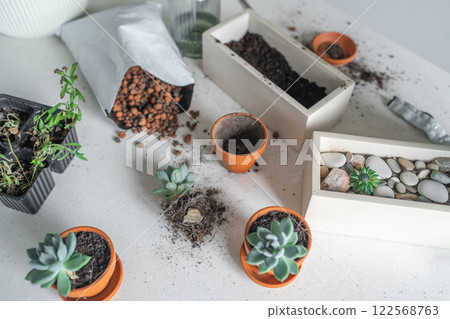 Aesthetic Creative Indoor Gardening Setup Featuring Beautiful Succulents and Quality Soil 122568763