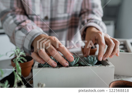 A person caring for beautiful succulents in a modern planter that suits a stylish interior 122568818