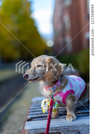 Kaninchen Dachshund walking in the park 122569094