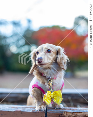 Dachshund taking a walk in the park Dachshund taking a walk in the park 122569098