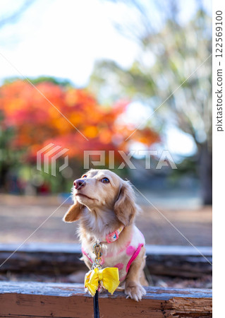 Kaninchen Dachshund walking in the park 122569100