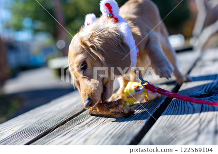 臘腸犬在公園散步 臘腸犬在公園散步 122569104