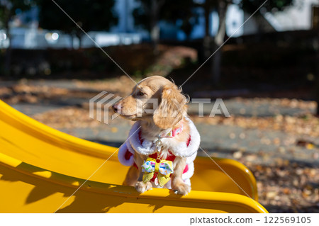 Dachshund taking a walk in the park 122569105