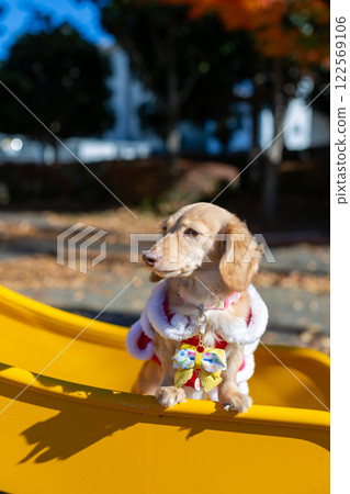 Dachshund taking a walk in the park 122569106