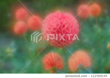 Dahlia 122569145