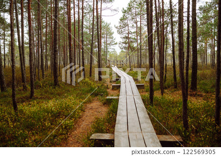 Modern wooden walking path through the thicket of the forest, wetlands, close-up. Concept of nature. Modern wooden walking path through the thicket of the forest, wetlands, close-up. Concept of nature. 122569305