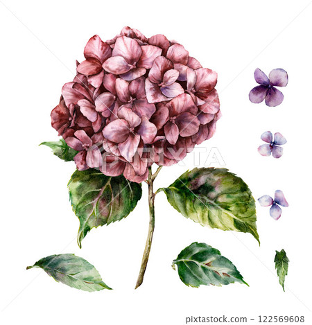Watercolor meadow flowers set of pink hydrangea and leaves. Hand-drawn wildflowers elements isolated on white background. Holiday floral Illustration for design, print, fabric, background. 122569608