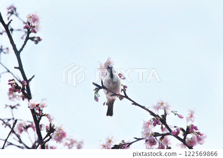 One spring day, sparrows mischievously peck away the petals of cherry blossoms, right above us as we enjoy the cherry blossom viewing. One spring day, sparrows mischievously peck away the petals of cherry blossoms, right above us as we enjoy the cherry blossom viewing. 122569866