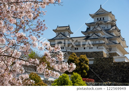 Himeji Castle with blossom pink Sakura tree and flowers during Hanami. Japan 122569949