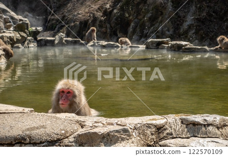 Jigokudani Nagano Monkey Park. Monkey bathing in Hot Springs water pond. Japan 122570109