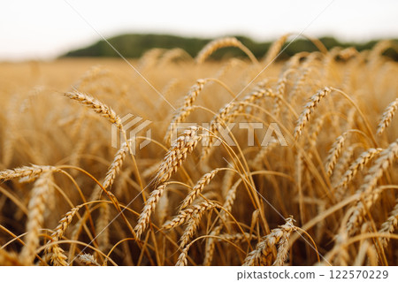 Close-up of ripe golden wheat in an agricultural field. Harvest growth. Business concept. 122570229