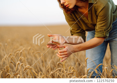 Woman farmer analyzes the harvest in a golden wheat field. Agronomist checks the progress of harvest 122570250