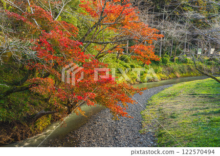靜岡縣森町遠富國一宮市小國神社的紅葉祭 靜岡縣森町遠富國一宮市小國神社的紅葉祭 122570494
