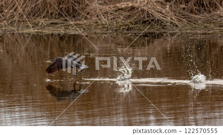 Great black cormorant taking off from the water Great black cormorant taking off from the water 122570555