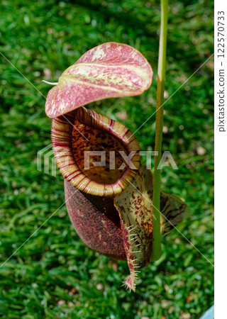 Nepenthes Rafflesiana pitcher plant found in South East Asia. Also known as the Pitcher plant. Nepenthes Rafflesiana pitcher plant found in South East Asia. Also known as the Pitcher plant. 122570733