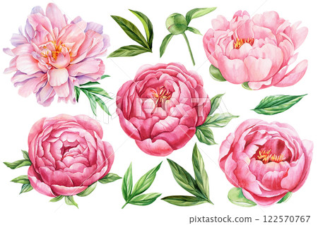 Pink peonies flowers set isolated white background. Watercolor botanical painting for floral design. Floral Arrangement 122570767